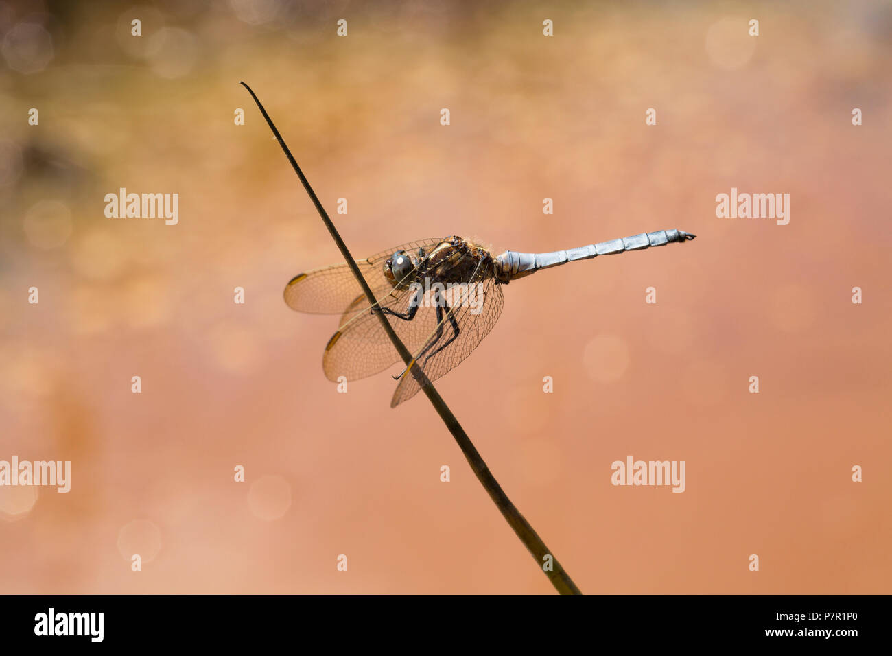 Ein männlicher gekielt Skimmer, Dragonfly, Orthetrum coerulescens, in der Nähe einer stagnierenden Pool in einer ansonsten ausgetrockneten Bach im neuen Wald während der Hitzewelle in Großbritannien Stockfoto