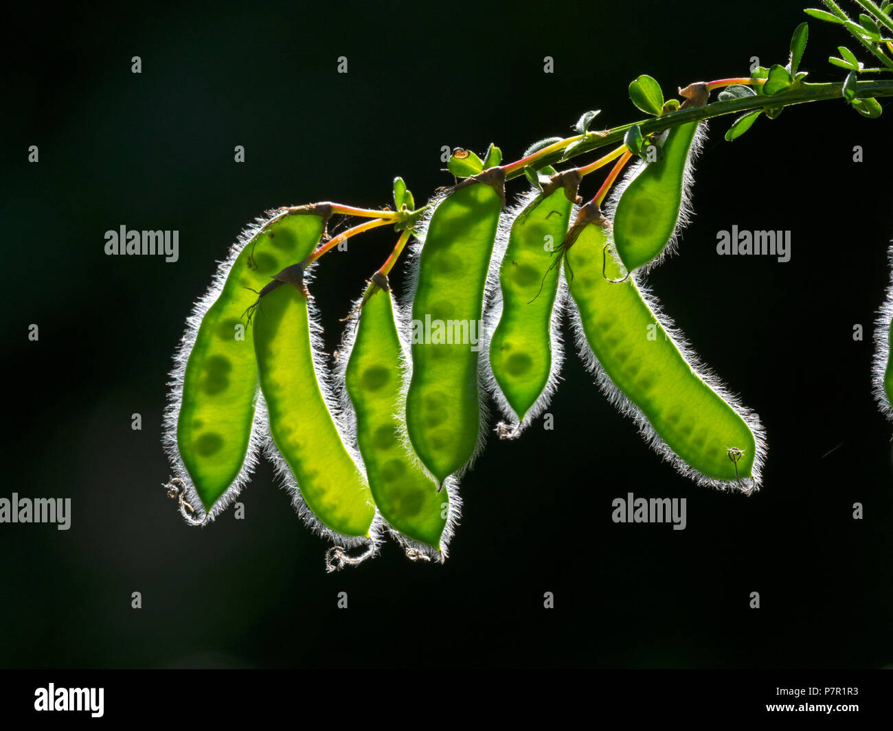 Scotch broom Cytisus scoparius seedheads Stockfoto