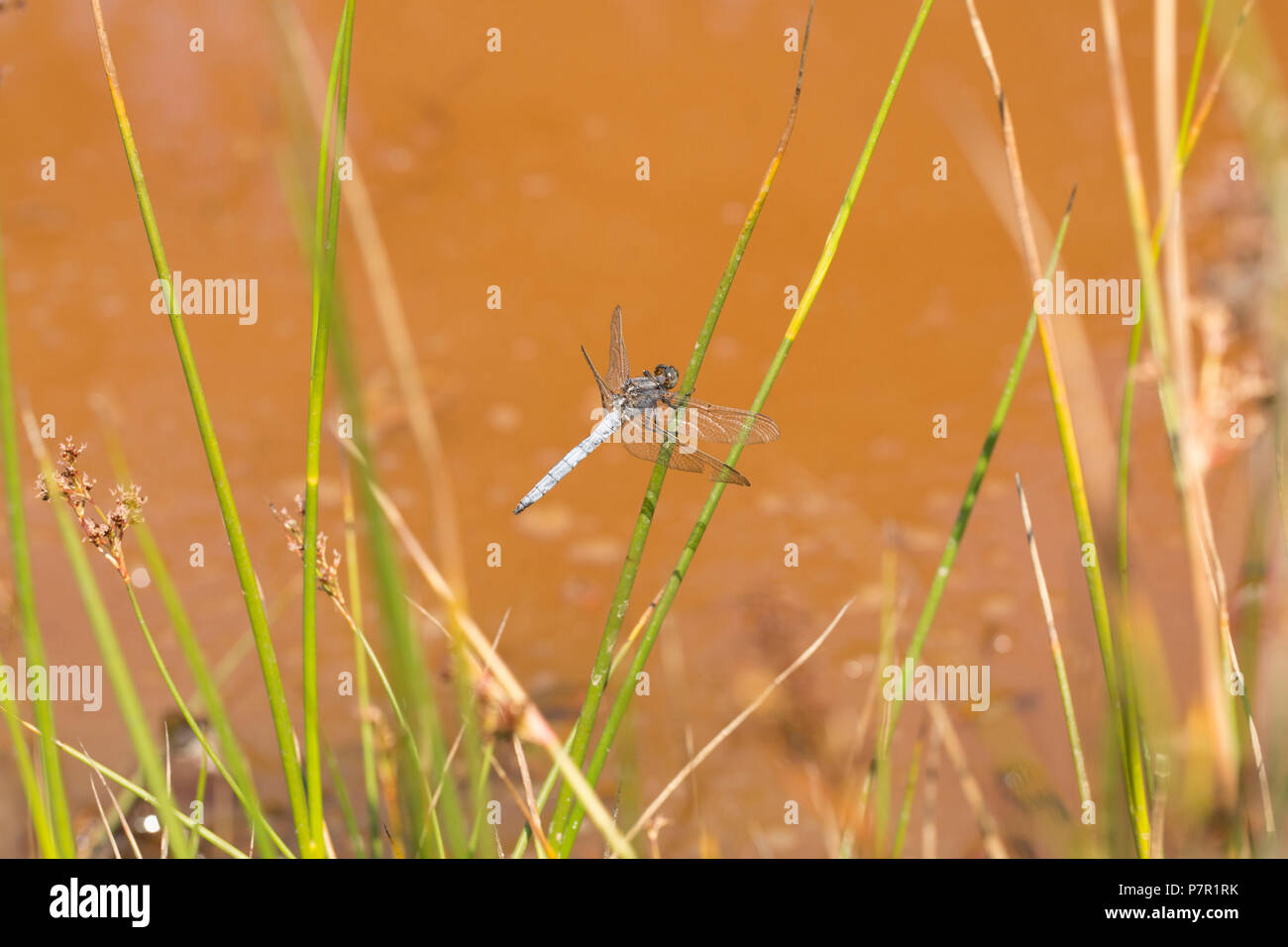 Ein männlicher gekielt Skimmer, Dragonfly, Orthetrum coerulescens, in der Nähe einer stagnierenden Pool in einer ansonsten ausgetrockneten Bach im neuen Wald während der Hitzewelle in Großbritannien Stockfoto