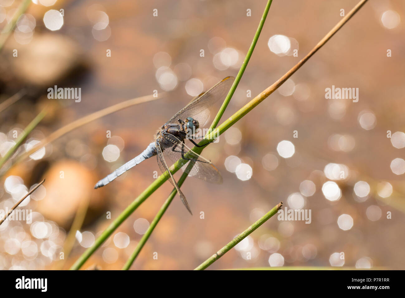 Ein männlicher gekielt Skimmer, Dragonfly, Orthetrum coerulescens, in der Nähe einer stagnierenden Pool in einer ansonsten ausgetrockneten Bach im neuen Wald während der Hitzewelle in Großbritannien Stockfoto