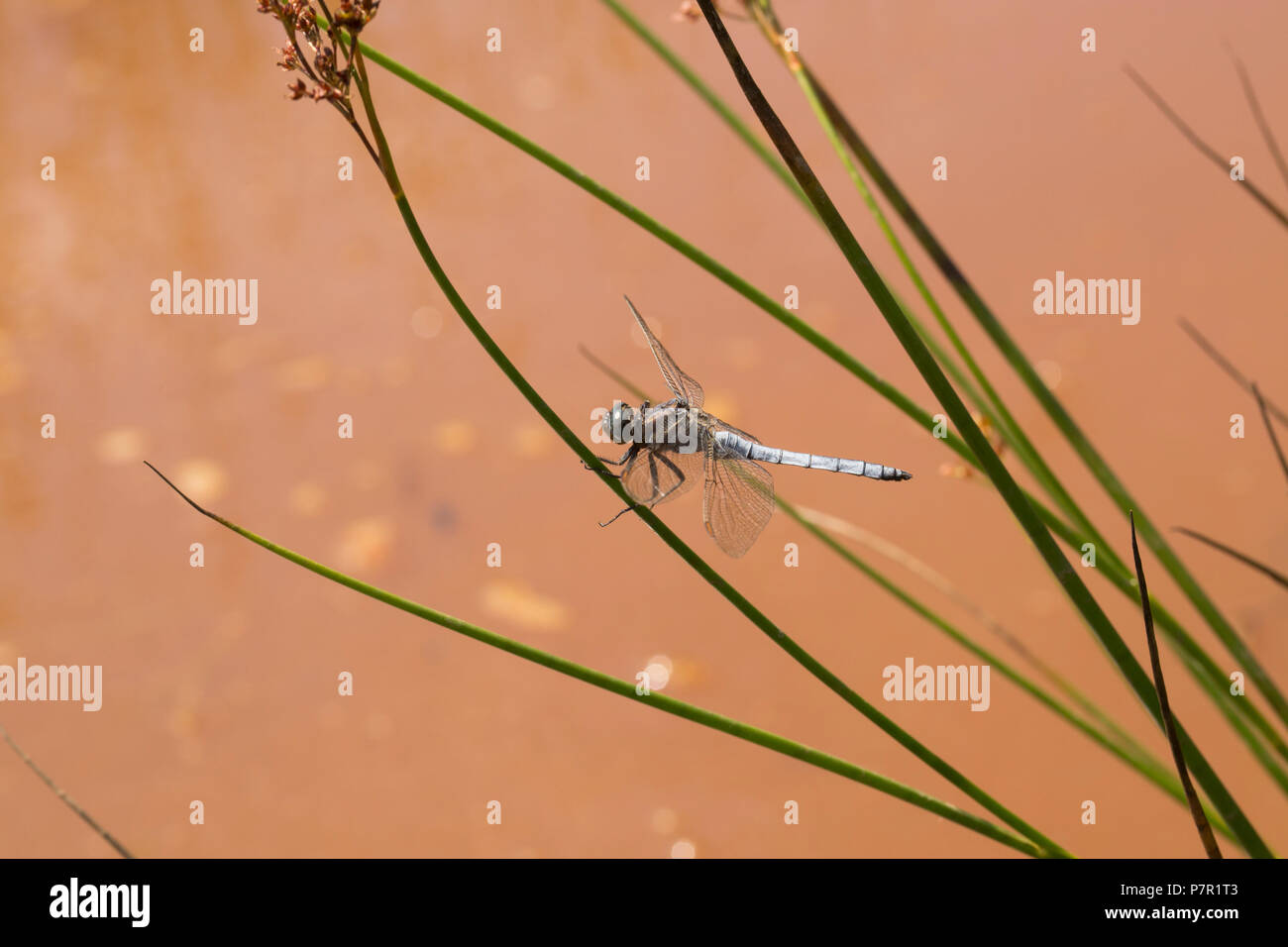 Ein männlicher gekielt Skimmer, Dragonfly, Orthetrum coerulescens, in der Nähe einer stagnierenden Pool in einer ansonsten ausgetrockneten Bach im neuen Wald während der Hitzewelle in Großbritannien Stockfoto