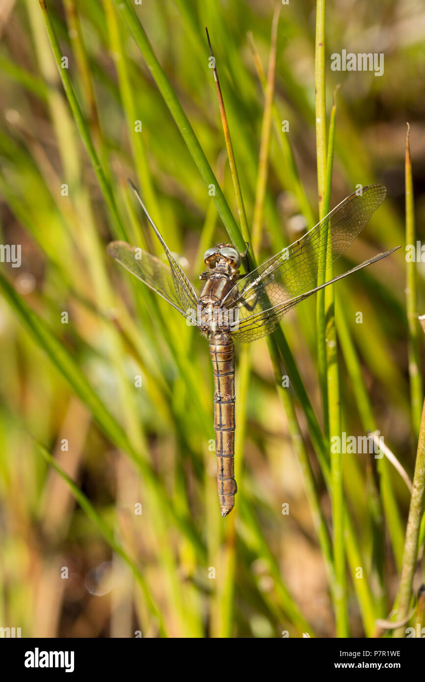 Eine weibliche gekielt Skimmer, Dragonfly, Orthetrum coerulescens, in der Nähe einer stagnierenden Pool in einer ansonsten ausgetrockneten Bach im neuen Wald während der britischen heatwa Stockfoto