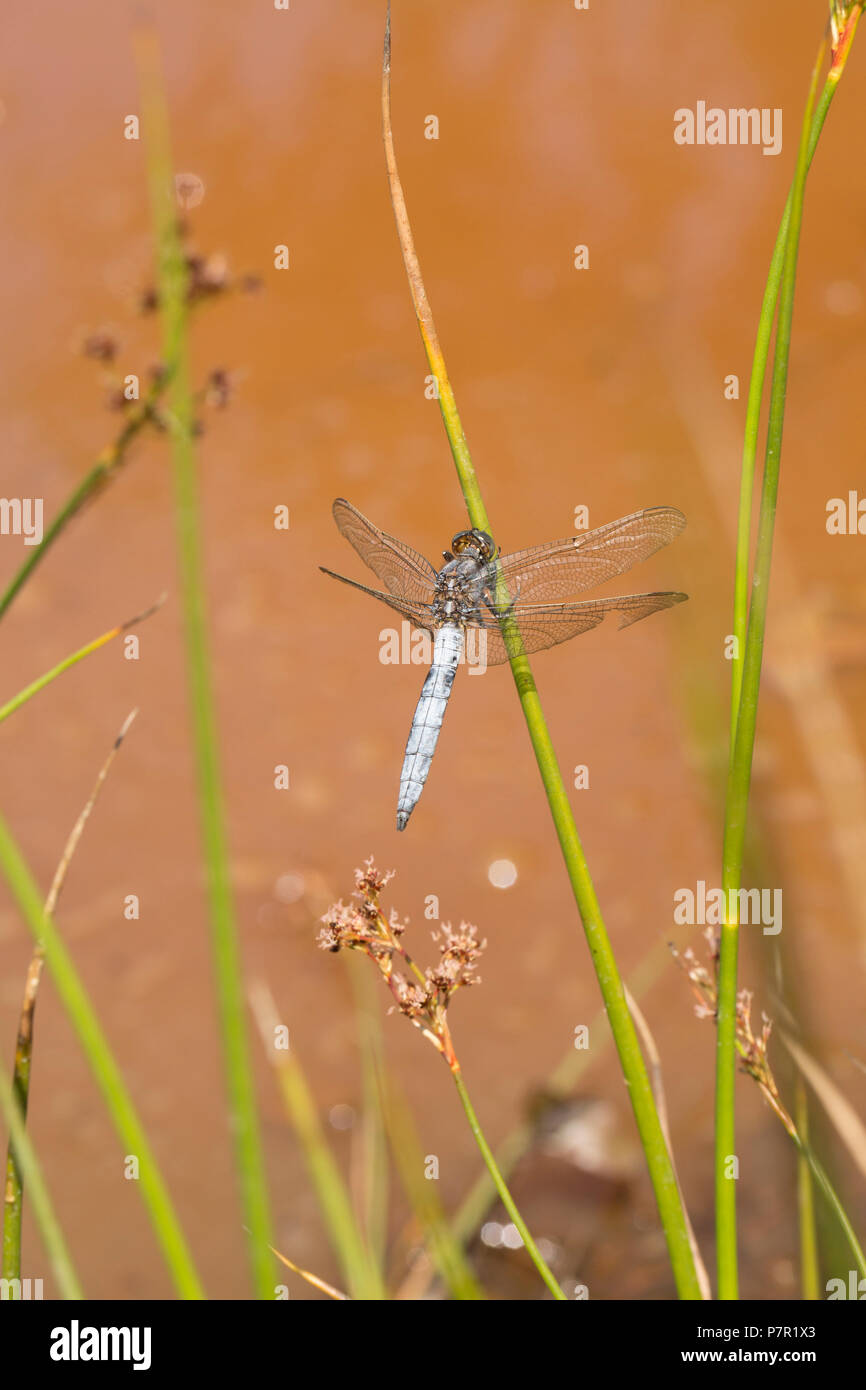 Ein männlicher gekielt Skimmer, Dragonfly, Orthetrum coerulescens, in der Nähe einer stagnierenden Pool in einer ansonsten ausgetrockneten Bach im neuen Wald während der Hitzewelle in Großbritannien Stockfoto
