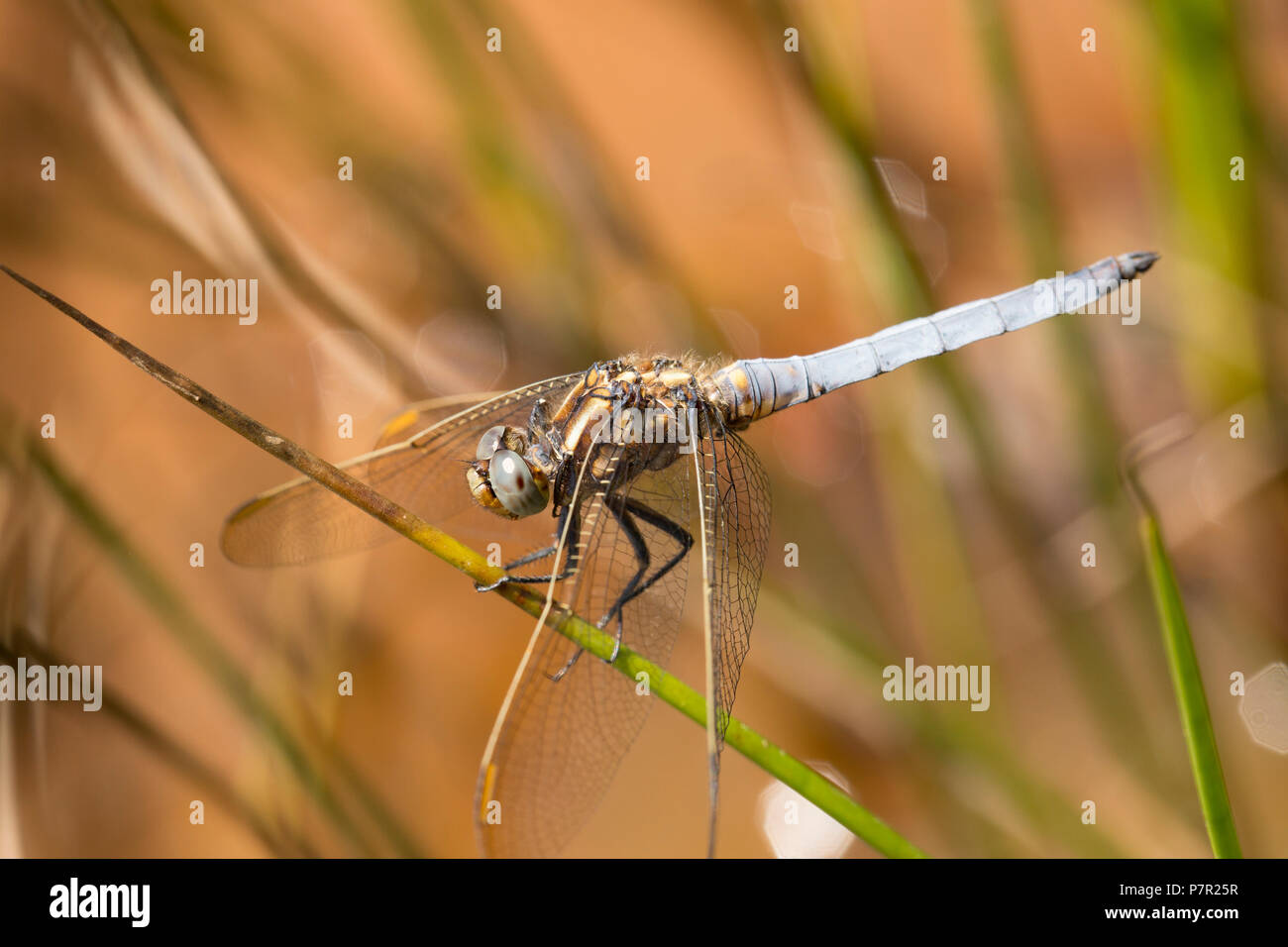 Ein männlicher gekielt Skimmer, Dragonfly, Orthetrum coerulescens, in der Nähe einer stagnierenden Pool in einer ansonsten ausgetrockneten Bach im neuen Wald während der Hitzewelle in Großbritannien Stockfoto