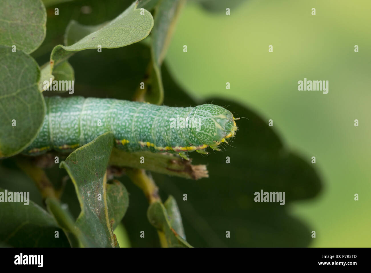 Weißbinden-Zahnspinner, Weissbinden-Zahnspinner, Weißbindenzahnspinner, Raupe frisst eine Eiche, Drymonia querna, Eiche braun marmoriert, Caterpillar, La Dm Stockfoto