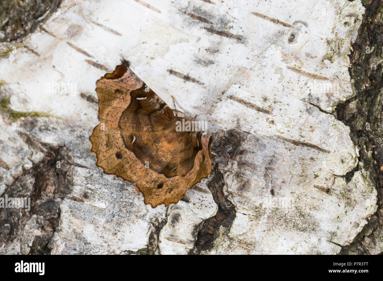 Violettbrauner Mondfleckspanner, Selenia Tetralunaria, lila Dorn, l'ennomos Illustre. Spanner Geometridae, Greifer, Spanner, Geometer Motten, geomet Stockfoto