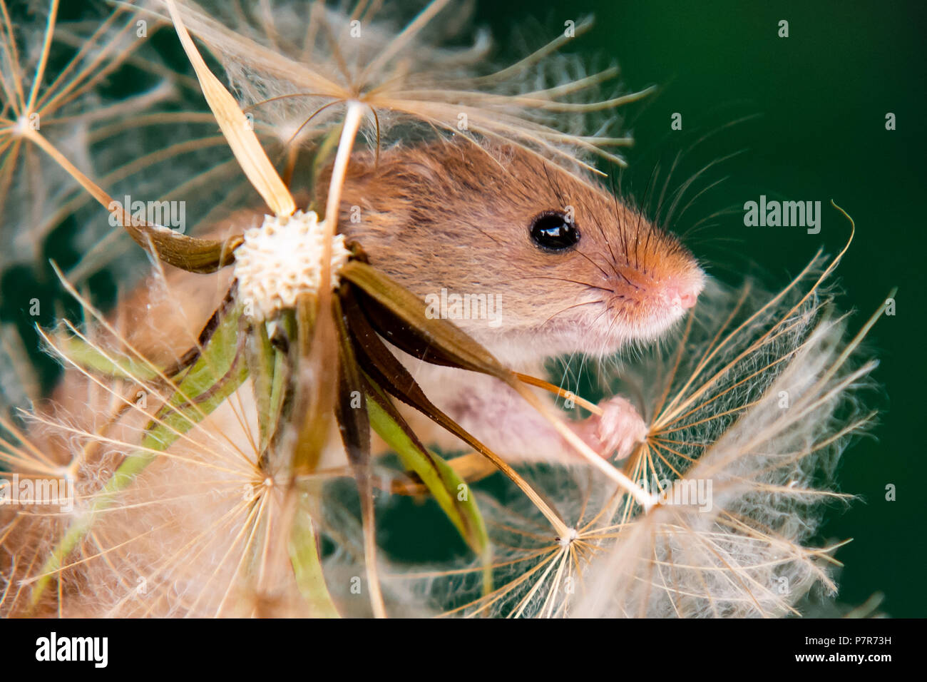 Feld mit der Maus auf Blume Kopf Nahaufnahme Stockfoto