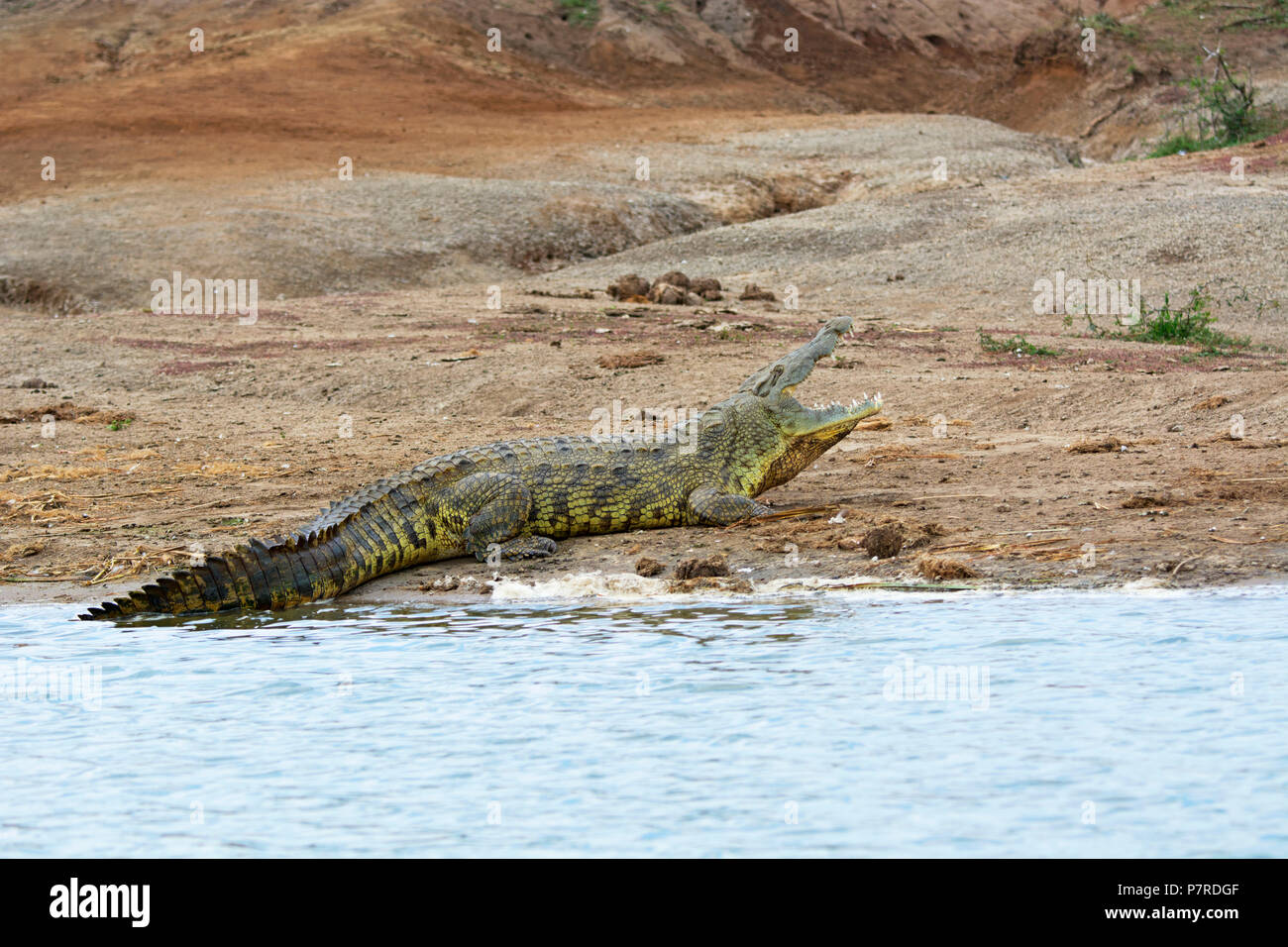 Krokodil am Ufer des Kazinga Kanal, Queen Elizabeth National Park, Uganda Stockfoto