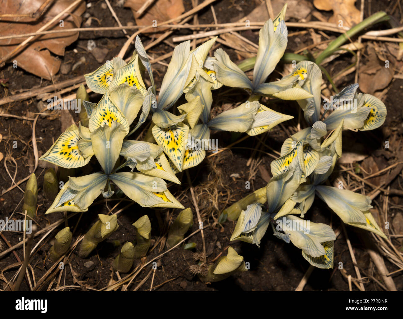 Zwerg bauchigen Iris Katharine Hodgkin Stockfoto