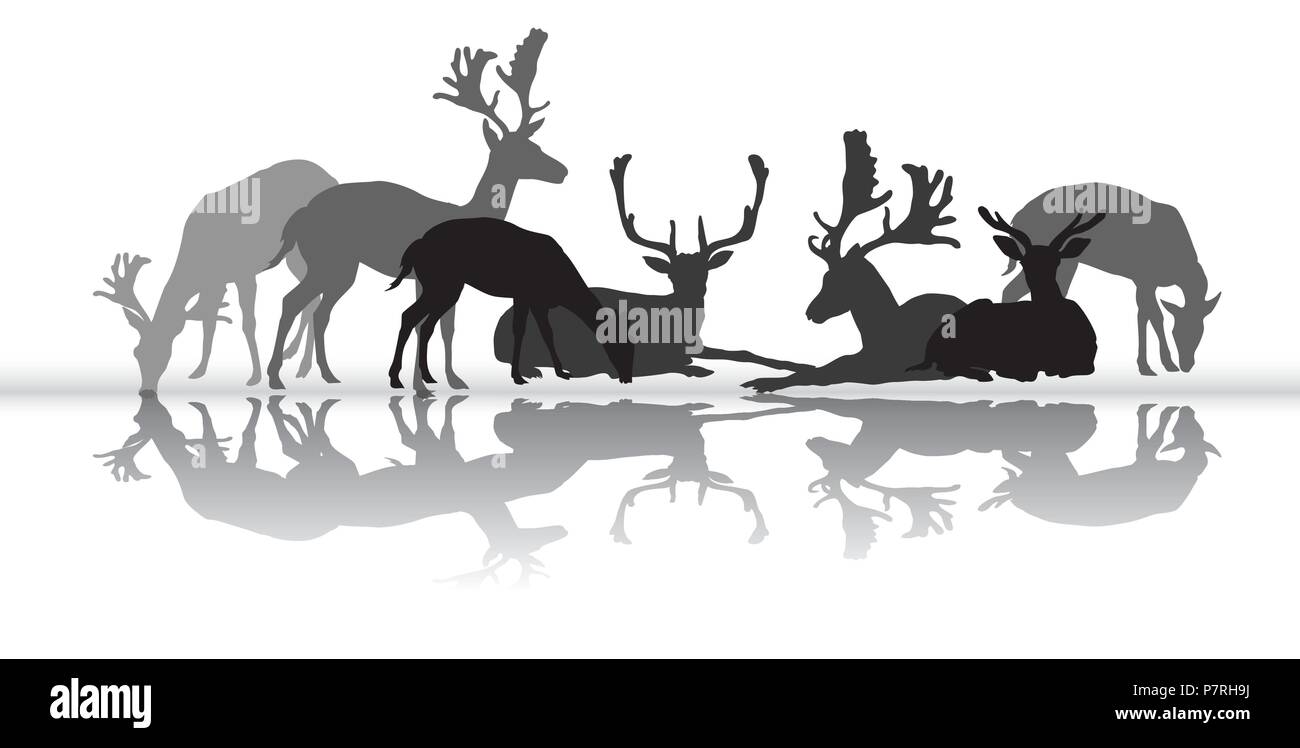 Gruppe von Schwarz und Grau isoliert Silhouetten der Hirsche (männlich einen weiblichen Rotwild) stehend und liegend mit Reflexion auf weißem Hintergrund. Vecto Stock Vektor