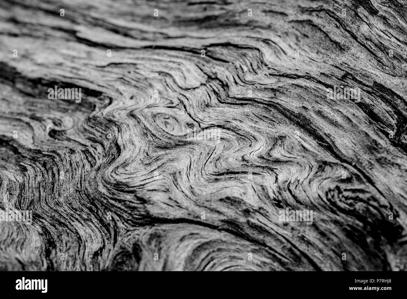 Eine Nahaufnahme der Rinde eines riesigen Kalifornien Redwood spiegeln die schöne fließt und zufällige Muster Muster der Jahrhunderte von Wachstum und Entwicklung. Stockfoto