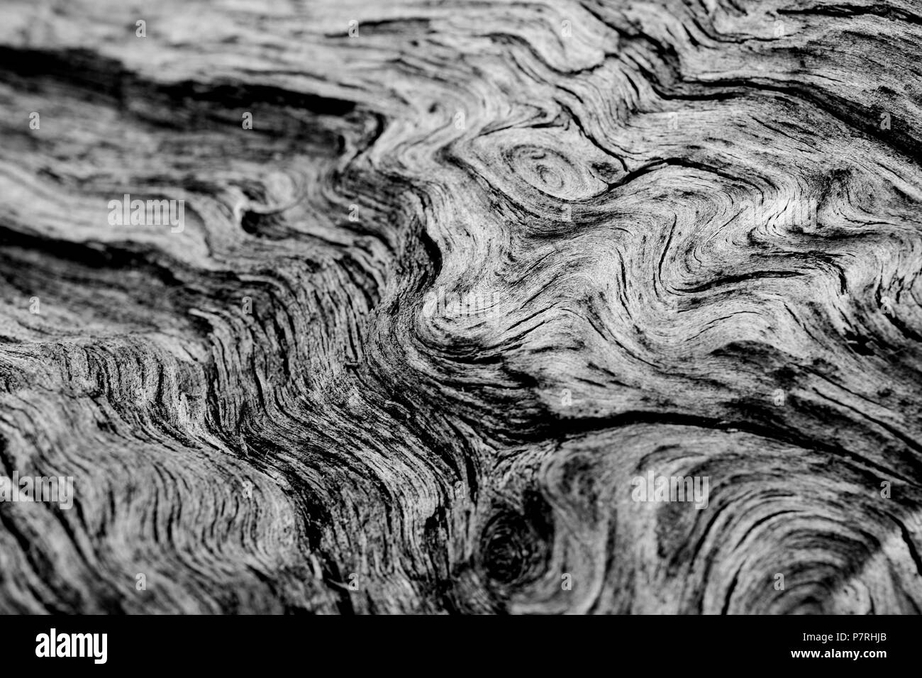 Jahrhunderte von Wachstum und Überleben sind in den schön abstrakt und organischen Mustern und fließt von der Rinde eines riesigen Kalifornien Redwood wider. Stockfoto