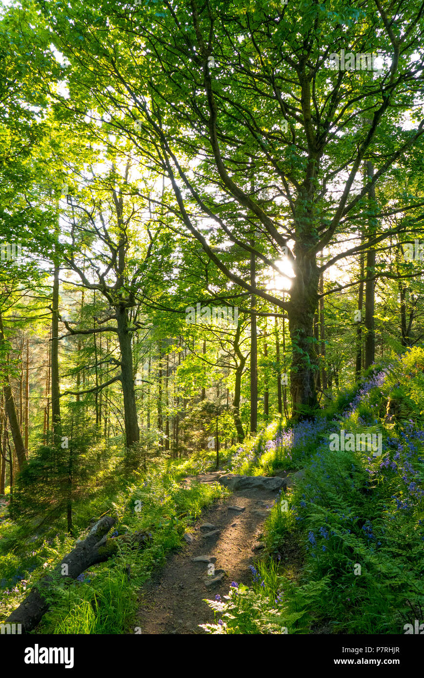 Beleuchtete Bäume im Wald bei Hardcastle Craggs Stockfoto