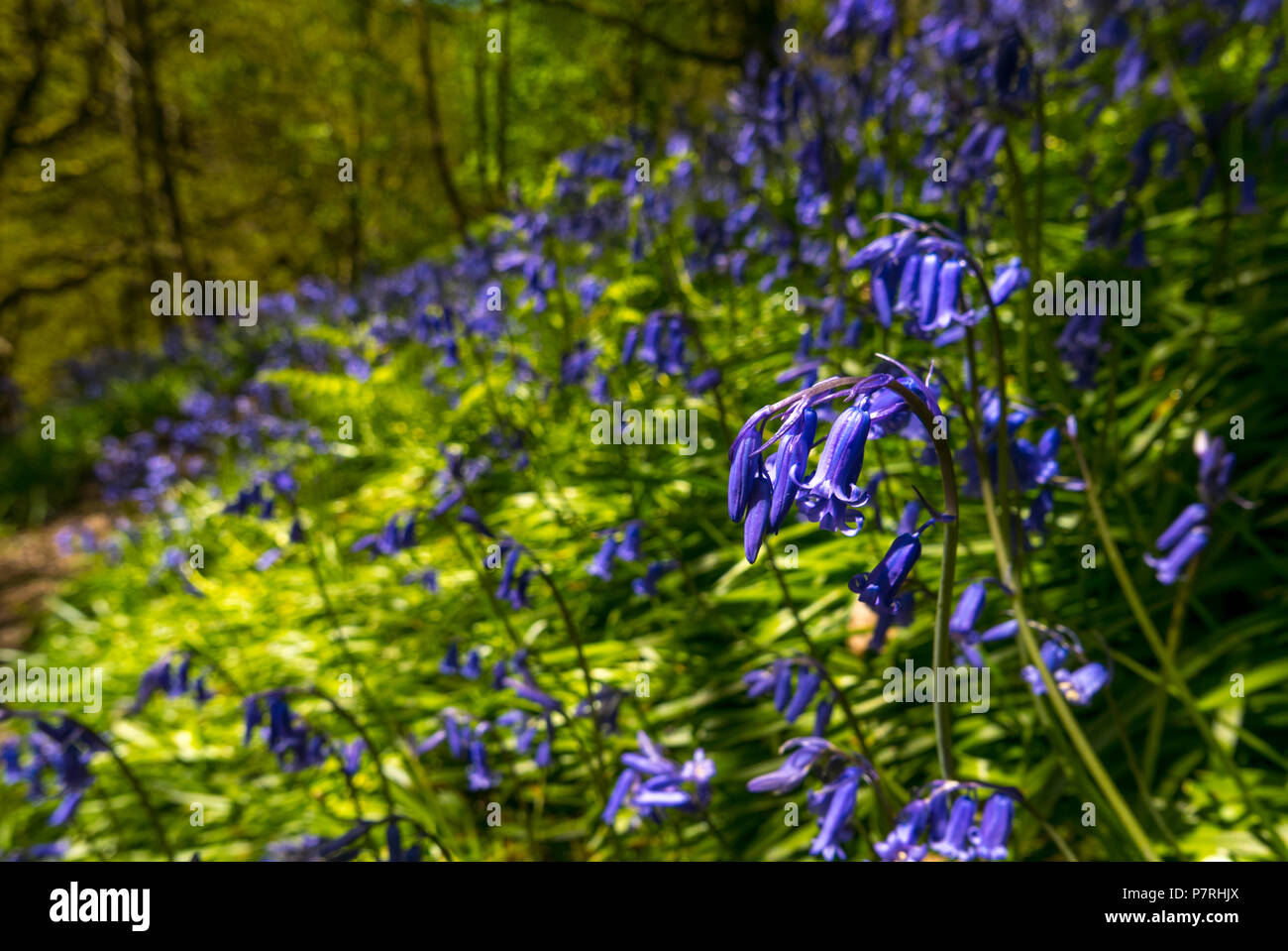 Bluebells auf Waldboden Stockfoto