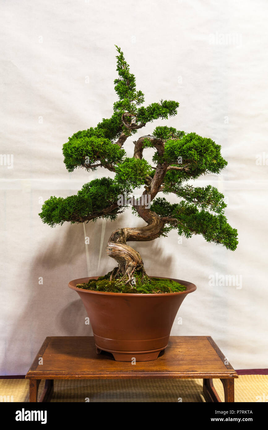 Bonsai Baum in einem kleinen Topf am Steveston Japanischen Kulturzentrum, British Columbia. Stockfoto