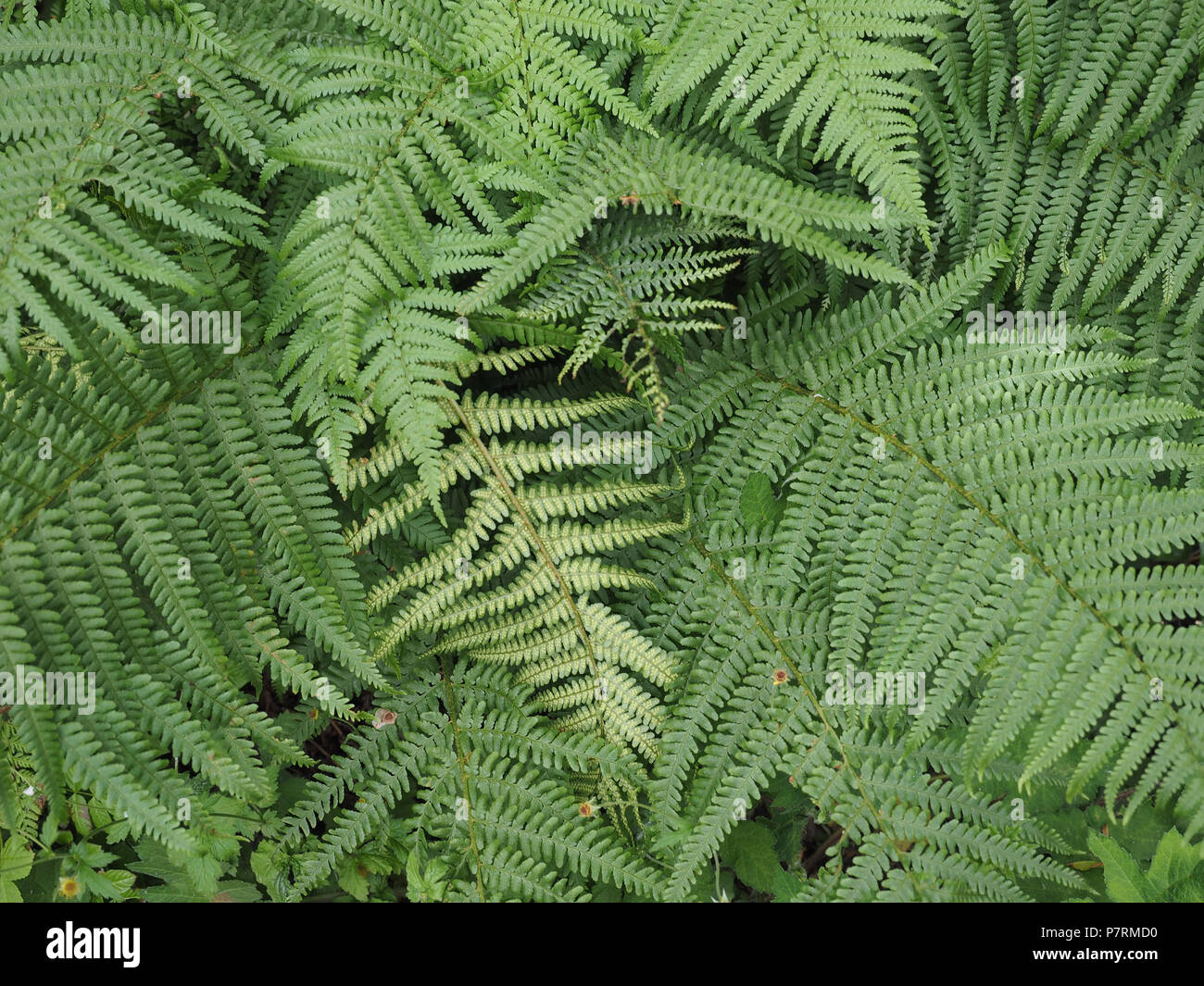 goldfruchtpalme winterhart Goldfruchtpalme - Dypsis lutescens