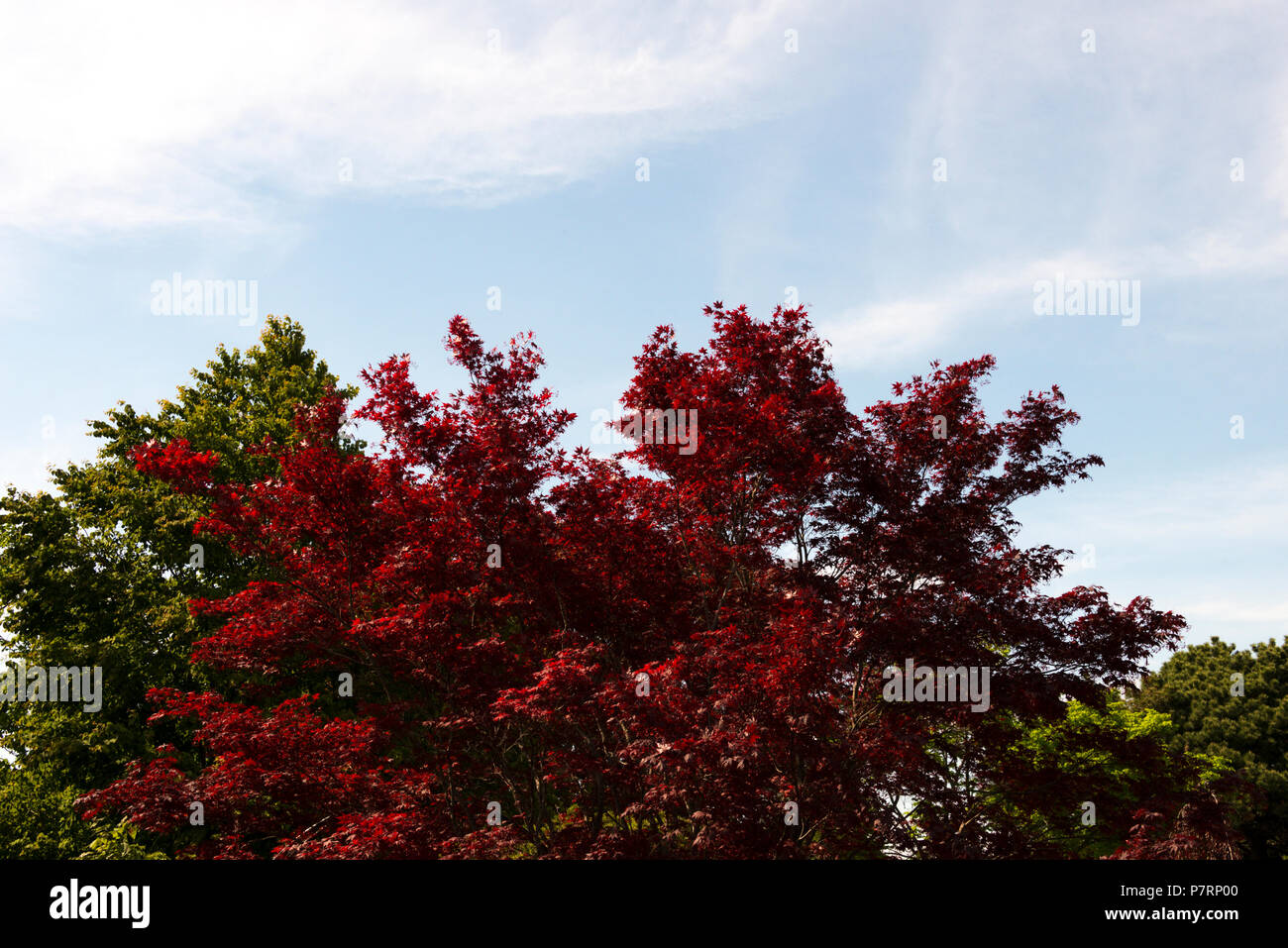 Japanischer Ahorn (Acer Palmatum) Stockfoto
