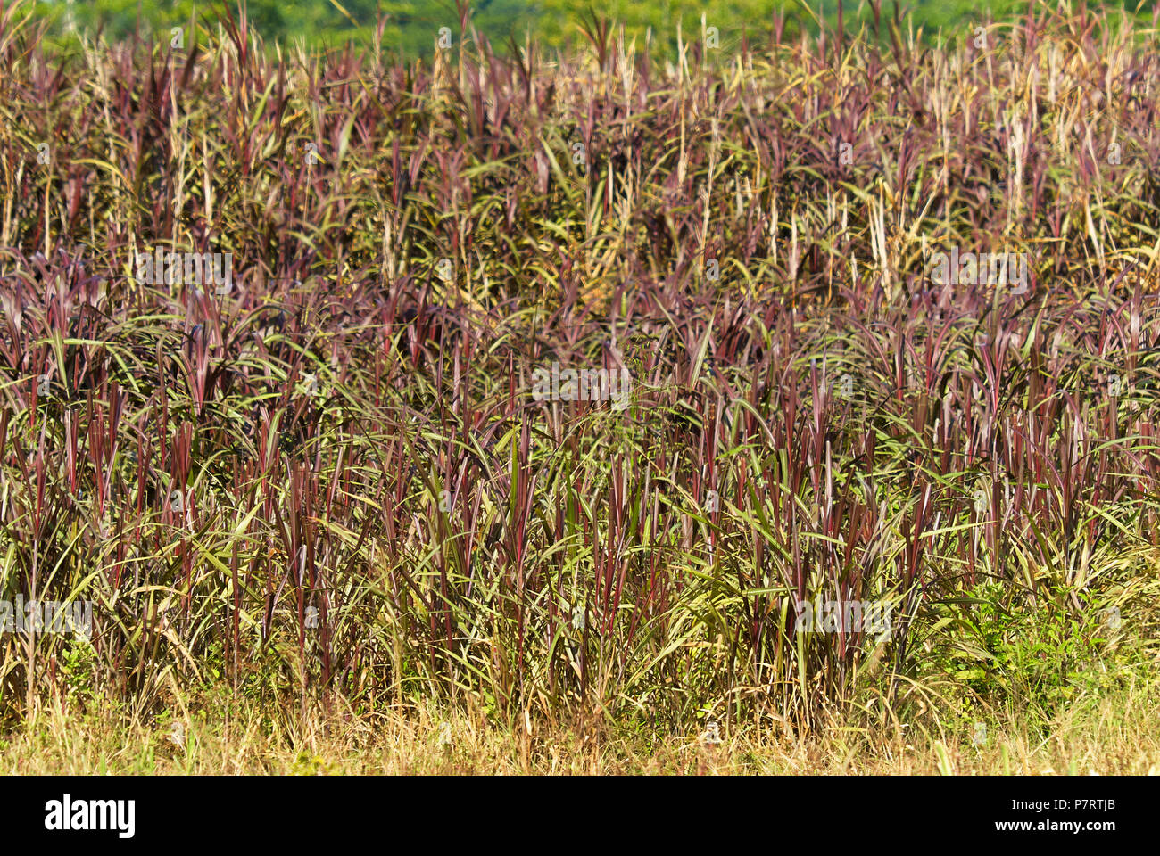 Lila Gras (wahrscheinlich Pennisetum purpureum, auch als Elefantengras, Elefantengras oder Uganda Gras bekannt) Stockfoto