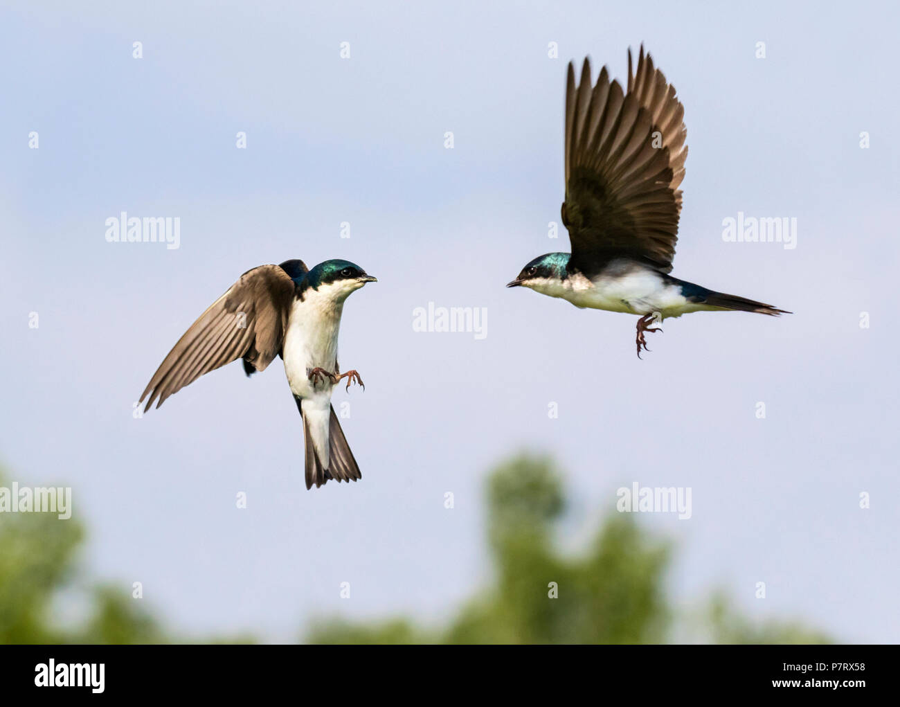 Zwei Baum Schwalben (Tachycineta bicolor) am Himmel während des Fluges, Iowa Interaktion, USA Stockfoto