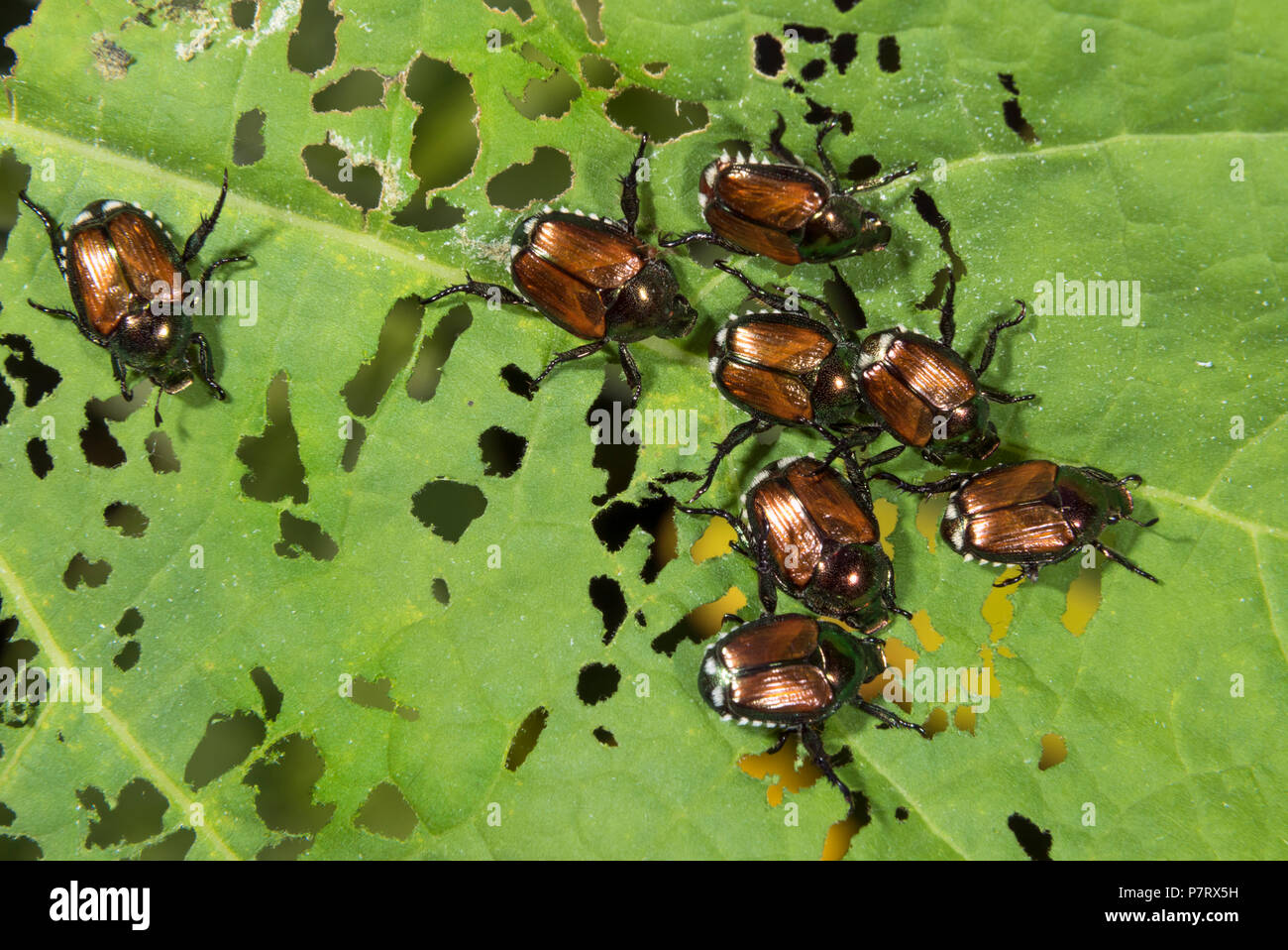 Japanische Käfer (Popillia japonica) Essen eine physalis Leaf, Iowa, USA Stockfoto