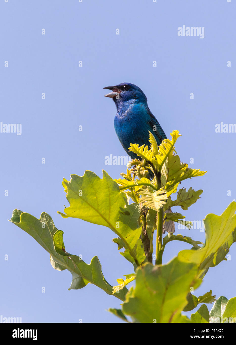 Männliche Indigo Bunting (Passerina cyanea) Gesang auf einem Baum, Iowa, USA Stockfoto