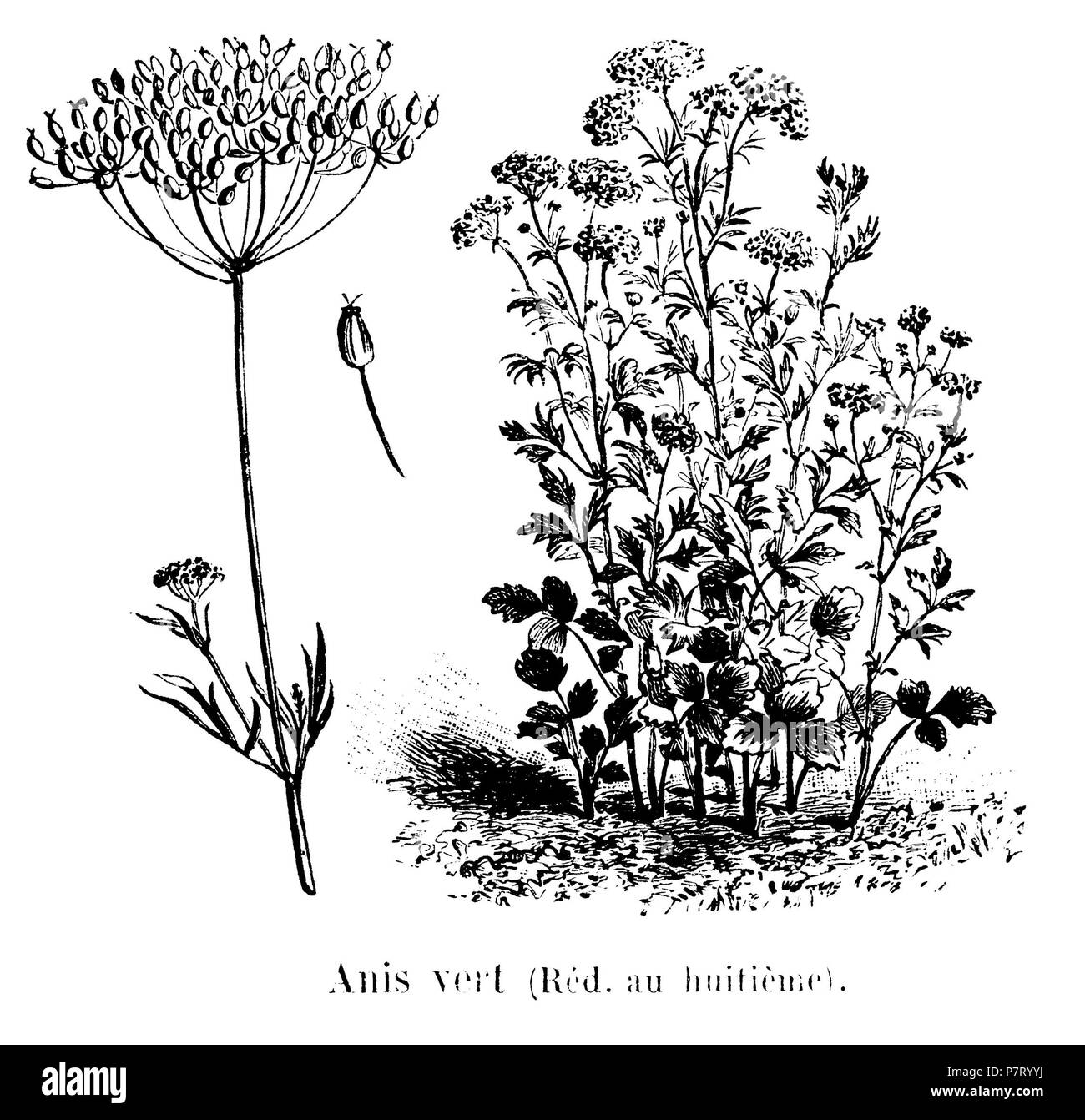 22 Anis vert Vilmorin-Andrieux 1904 Stockfoto