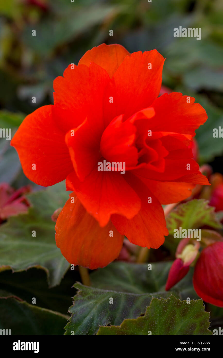 Begonia 'Beleuchtung Orange' Beleuchtung Serie Stockfoto