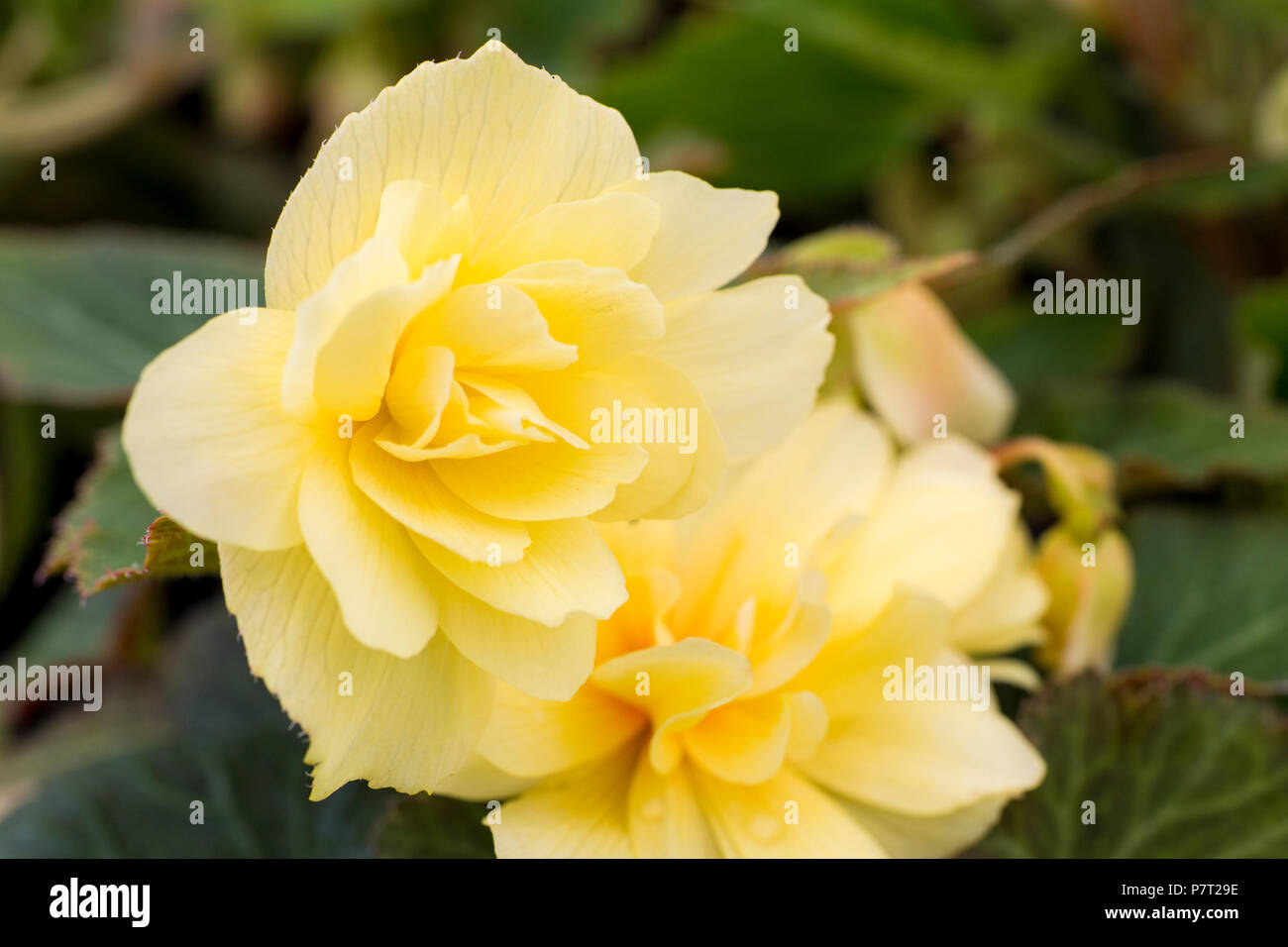 Begonia 'Zitrone' Beleuchtung Beleuchtung Serie Stockfoto