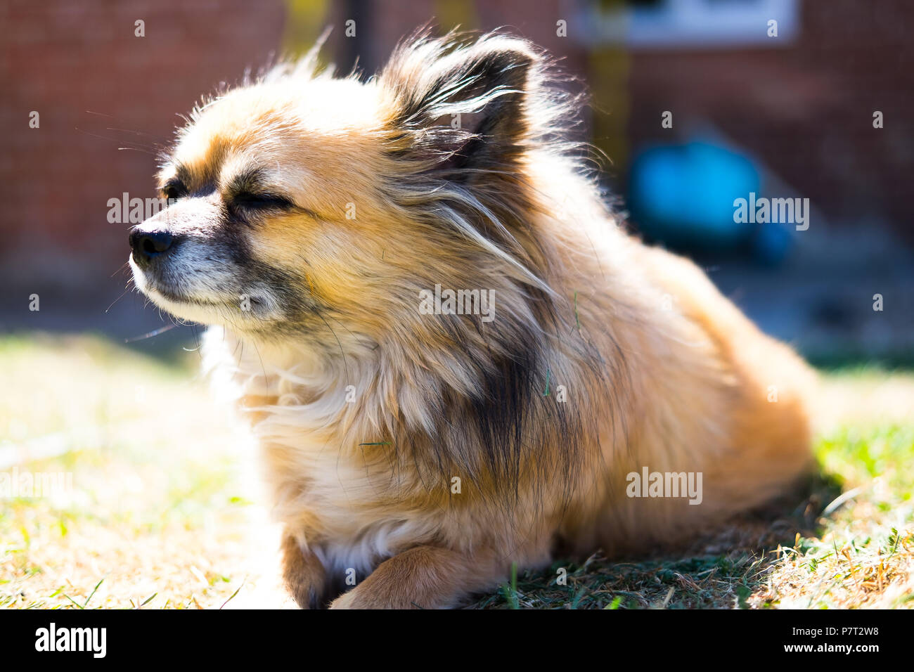 Familie Haustier im Garten Stockfoto