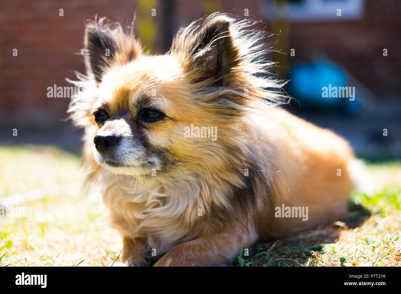 Familie Haustier im Garten Stockfoto