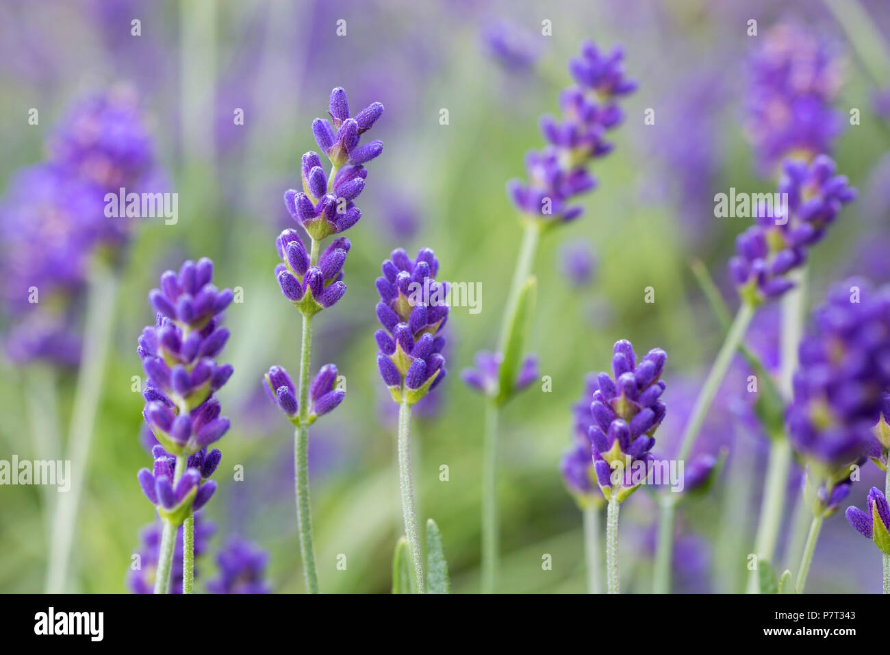 Lavandula Angustifolia 'Hidcote' Stockfoto