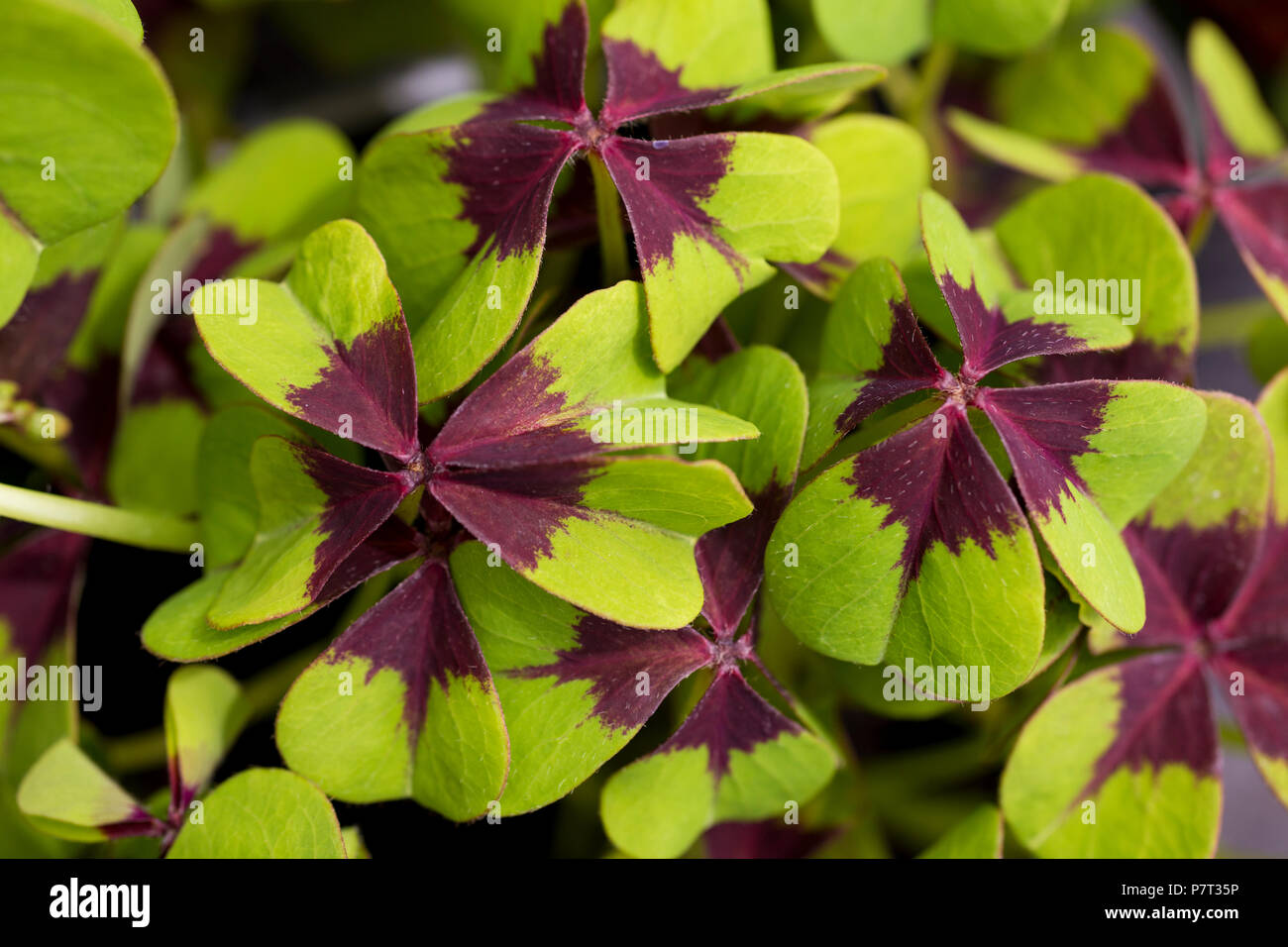 Oxalis tetraphylla "Iron Cross" Stockfoto