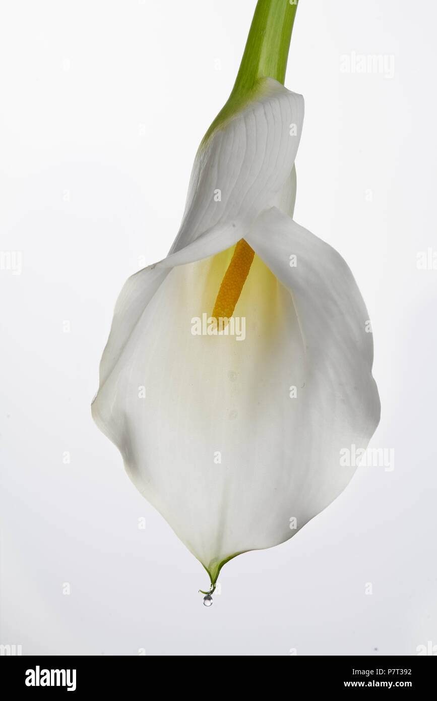 Eine Nahaufnahme eines weißen Calla lily, staubblatt sichtbar Stockfoto