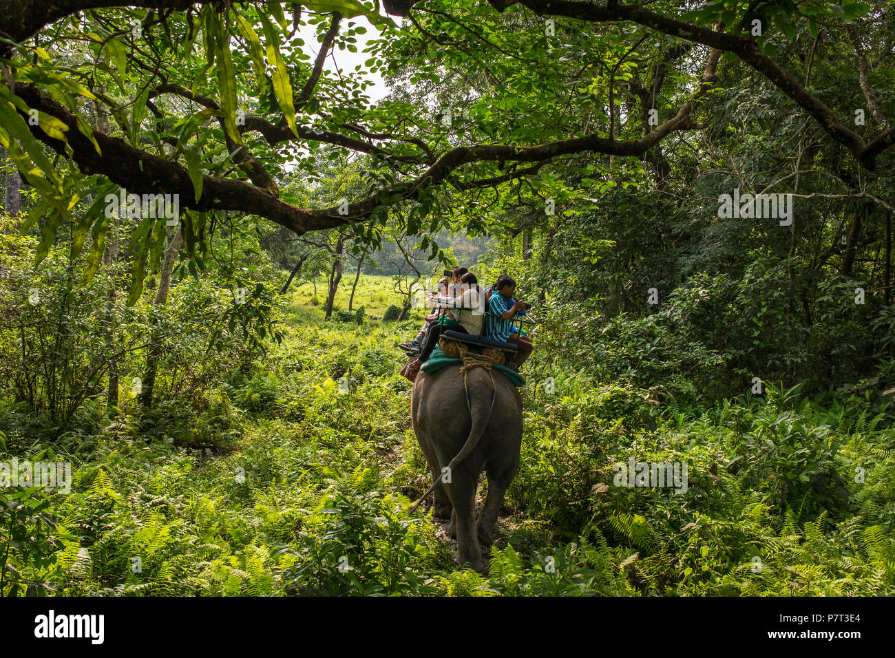 Jaldapara, Indien - 5. Mai 2017: Jaldapara Jaldapara Elephant Safari im Nationalpark. Stockfoto