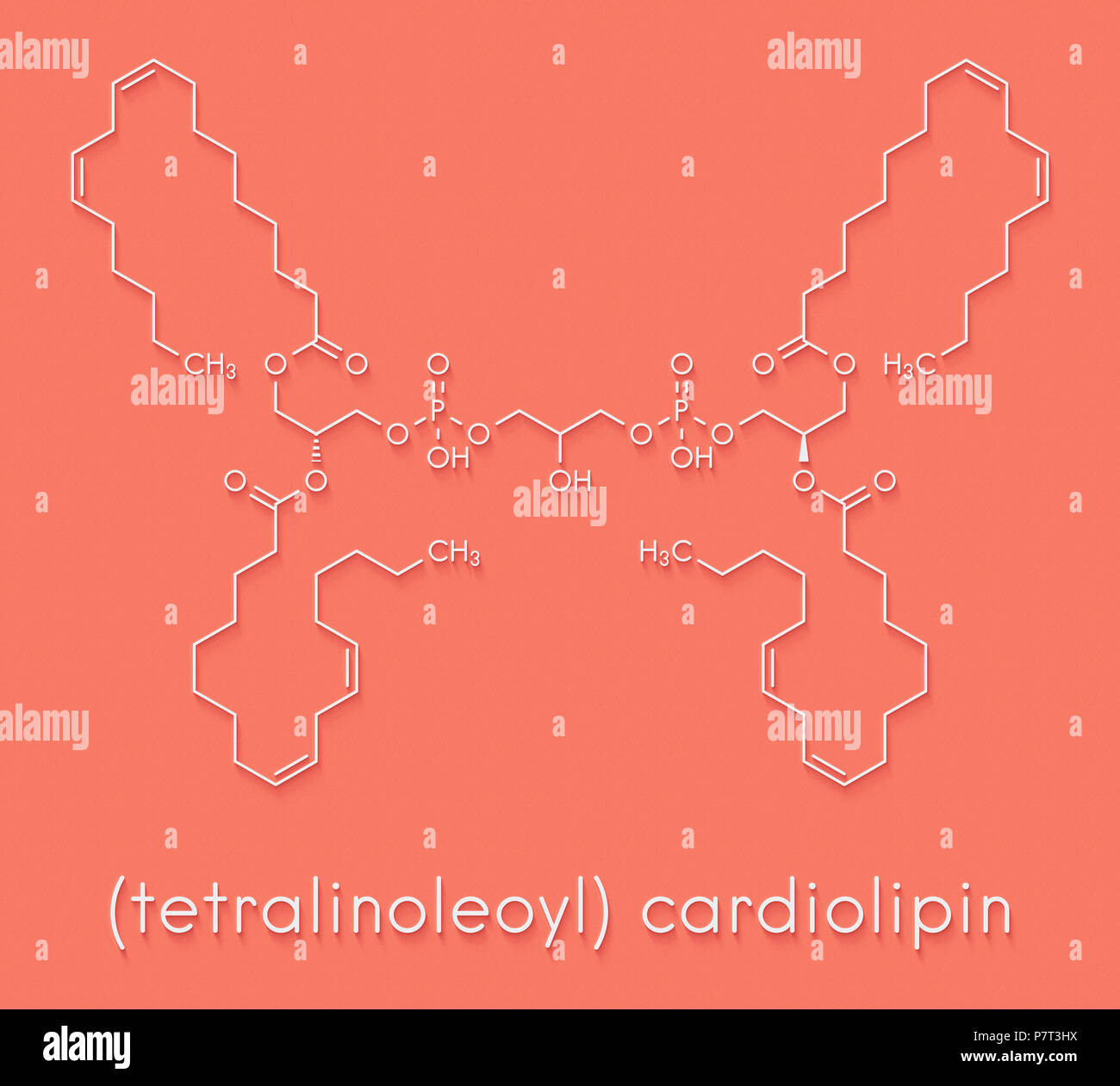 Cardiolipin (tetralinoleoyl cardiolipin) Molekül. Wichtiger Bestandteil der inneren Membran der Mitochondrien. Skelettmuskulatur Formel. Stockfoto