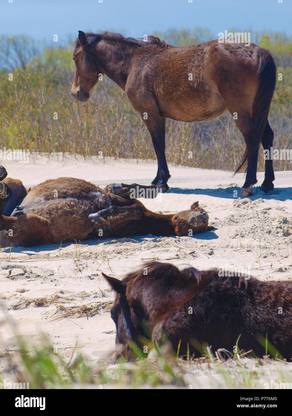 OBX Outer Banks NC-North Carolina Küste Ozean wilde Pferde Ponys asateague Colte Stute Hengst Stockfoto
