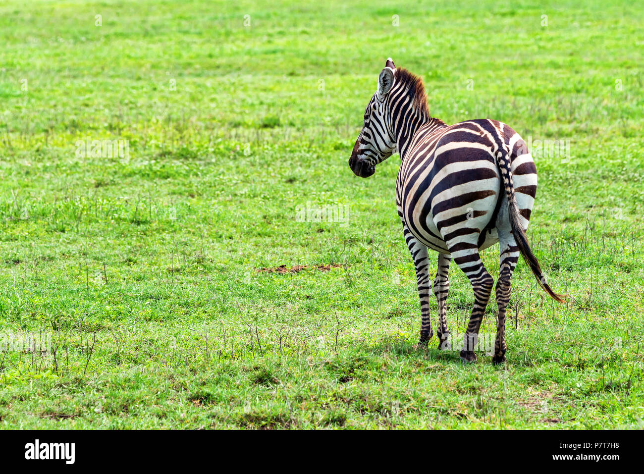 Zebra in der Savanne grasen Stockfoto