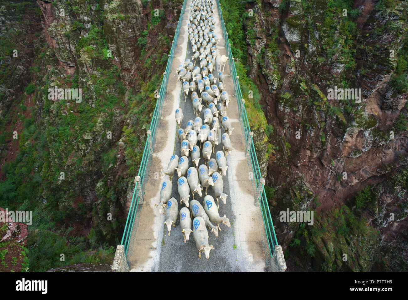 LUFTAUFNAHME von einem 6 Meter hohen Mast. Transhumanz auf einer Brücke, 80 Meter über dem Canyon-Boden. Gorges de Daluis, Guillaumes, Alpes-Maritimes, Frankreich. Stockfoto