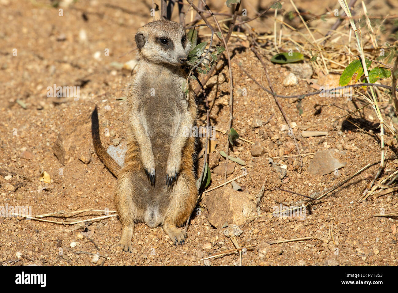 Erdmännchen Suricata suricatta oder Suricat - majoriae-Sitzen in sandige Wüste, gerade für Raubtiere. Stockfoto
