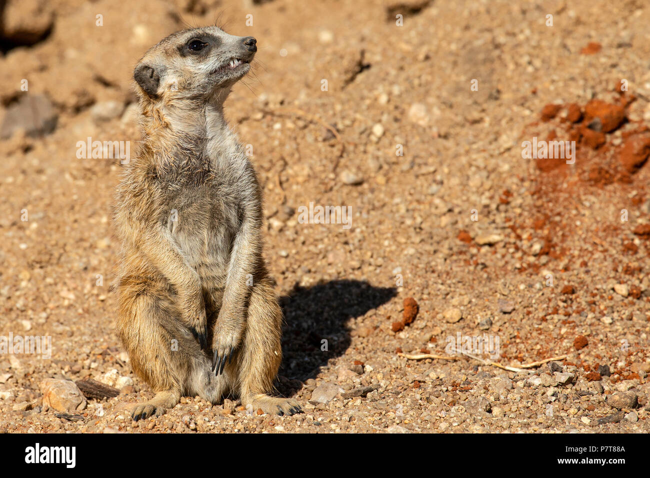 Erdmännchen Suricata suricatta oder Suricat - majoriae-Sitzen in sandige Wüste, gerade für Raubtiere. Stockfoto