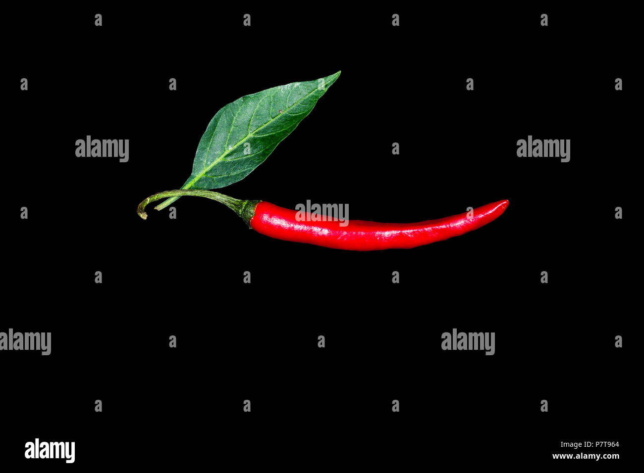 Chili mit Blatt rote Gemüse auf Schwarz mit Pfad isoliert Stockfoto