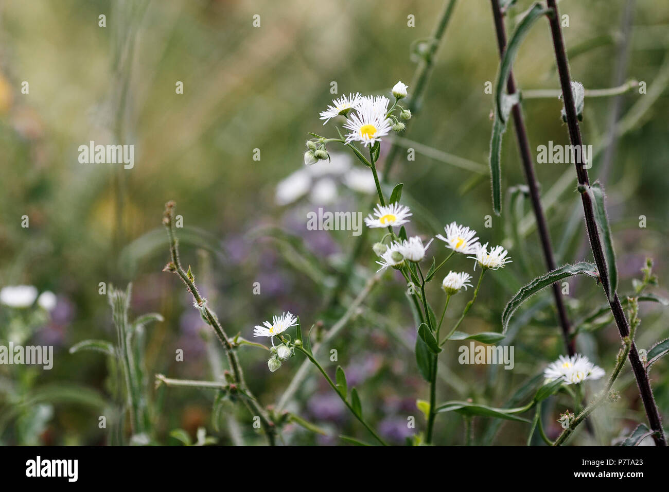 Kamille (Matricaria Chamomilla). Flache Tiefenschärfe Stockfoto