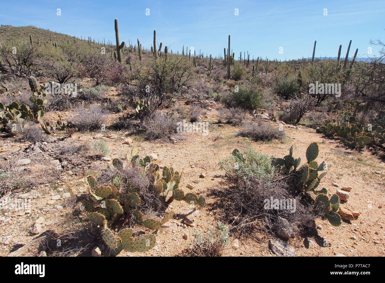 Blick von einer Wanderung auf der Blackett Ridge Trail im Sabino Canyon in der Nähe von Tucson, Arizona, USA. Stockfoto