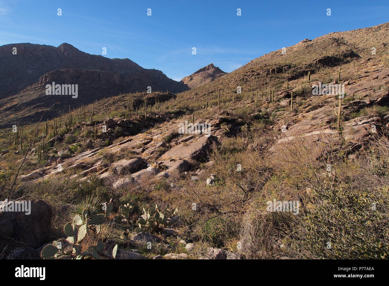 Blick von einer Wanderung auf der Blackett Ridge Trail im Sabino Canyon in der Nähe von Tucson, Arizona, USA. Stockfoto