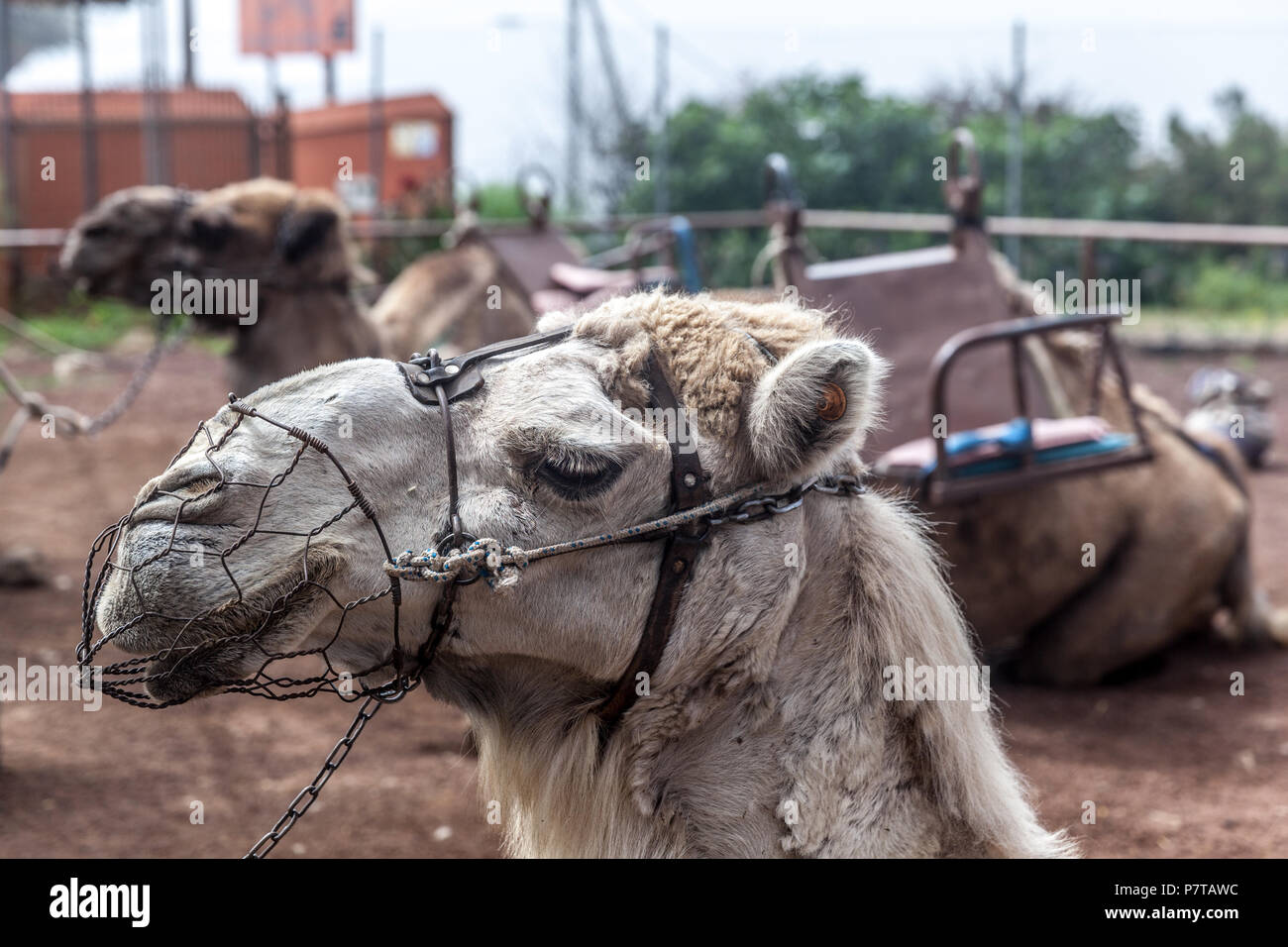 Camel Park und Ride in Aguamansa Gemeinde (Insel Teneriffa