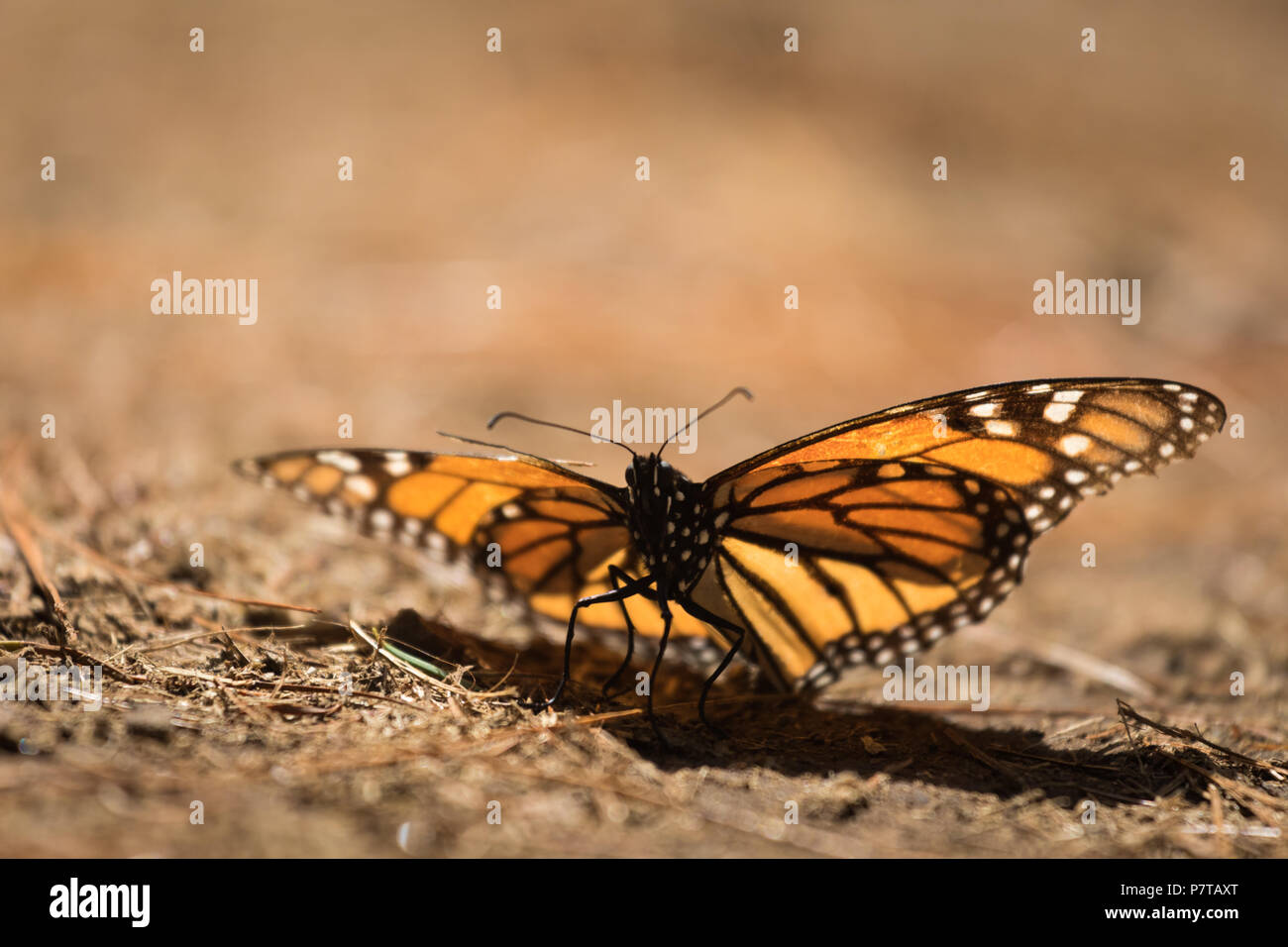 Monarch Butterfly in der mexikanischen Wald Stockfoto
