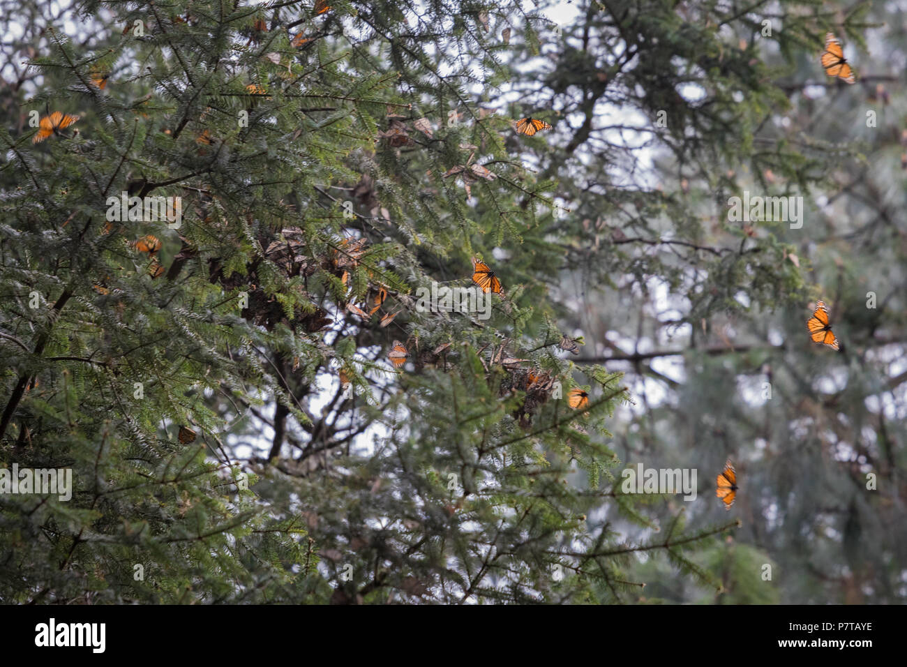 Monarchfalter in der mexikanischen Wald Stockfoto