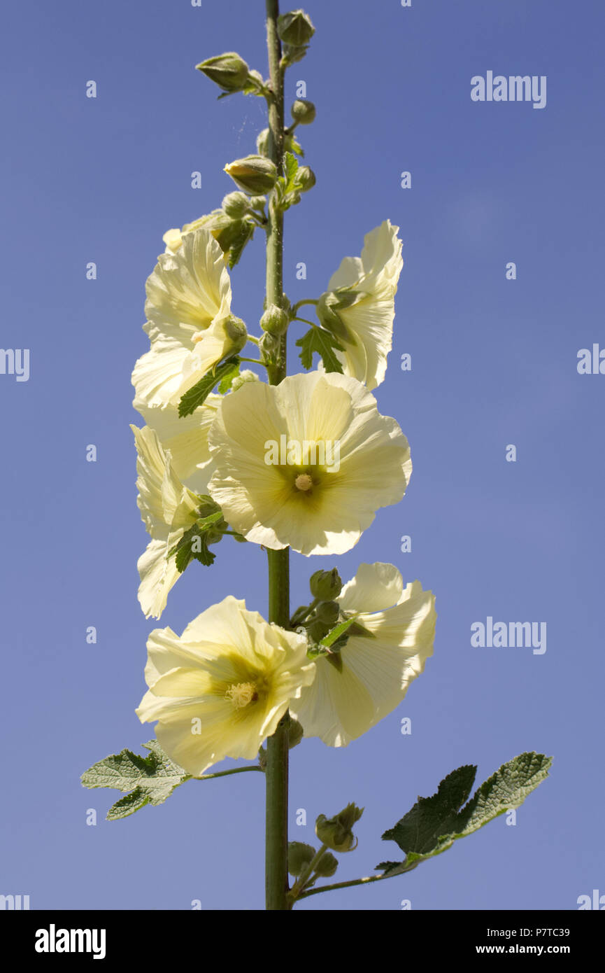Alcea Rosea. Gelbe Malve vor blauem Himmel. Stockfoto