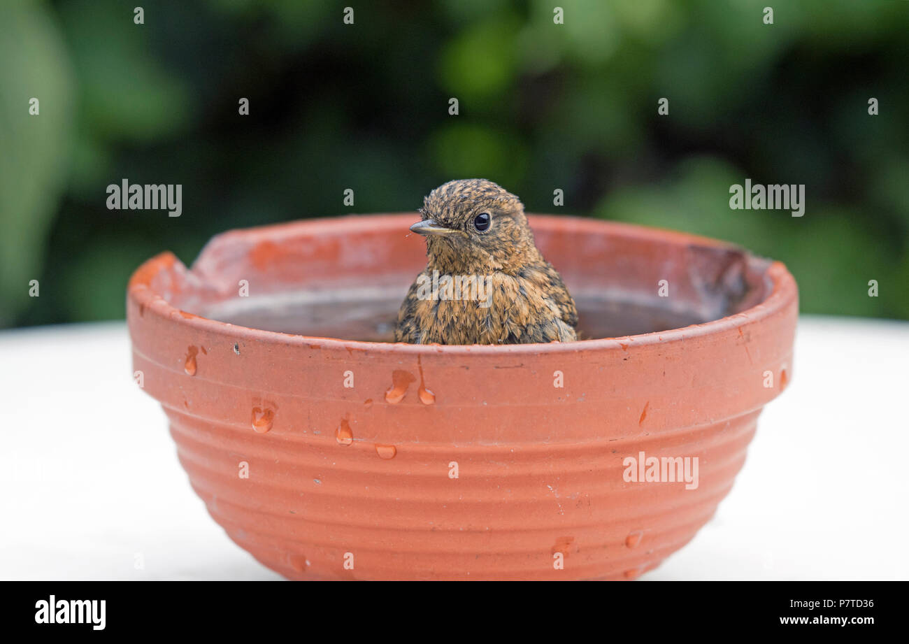Junge Rotkehlchen, Erithacus rubecula, Baden im alten Terrakotta Ton Schüssel Stockfoto