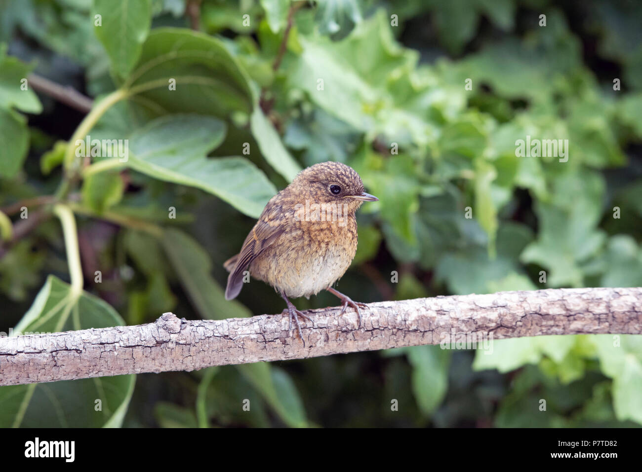 Junge Rotkehlchen, Erithacus rubecula, auf Zweig Stockfoto